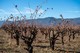 2018 Bohdi, Chenin Blanc, Mendocino County, Enlightenment Mountain Vineyard - View 3