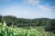 2019 Middle Finger, Red Wine, Amador County, Shake Ridge Vineyard - View 3